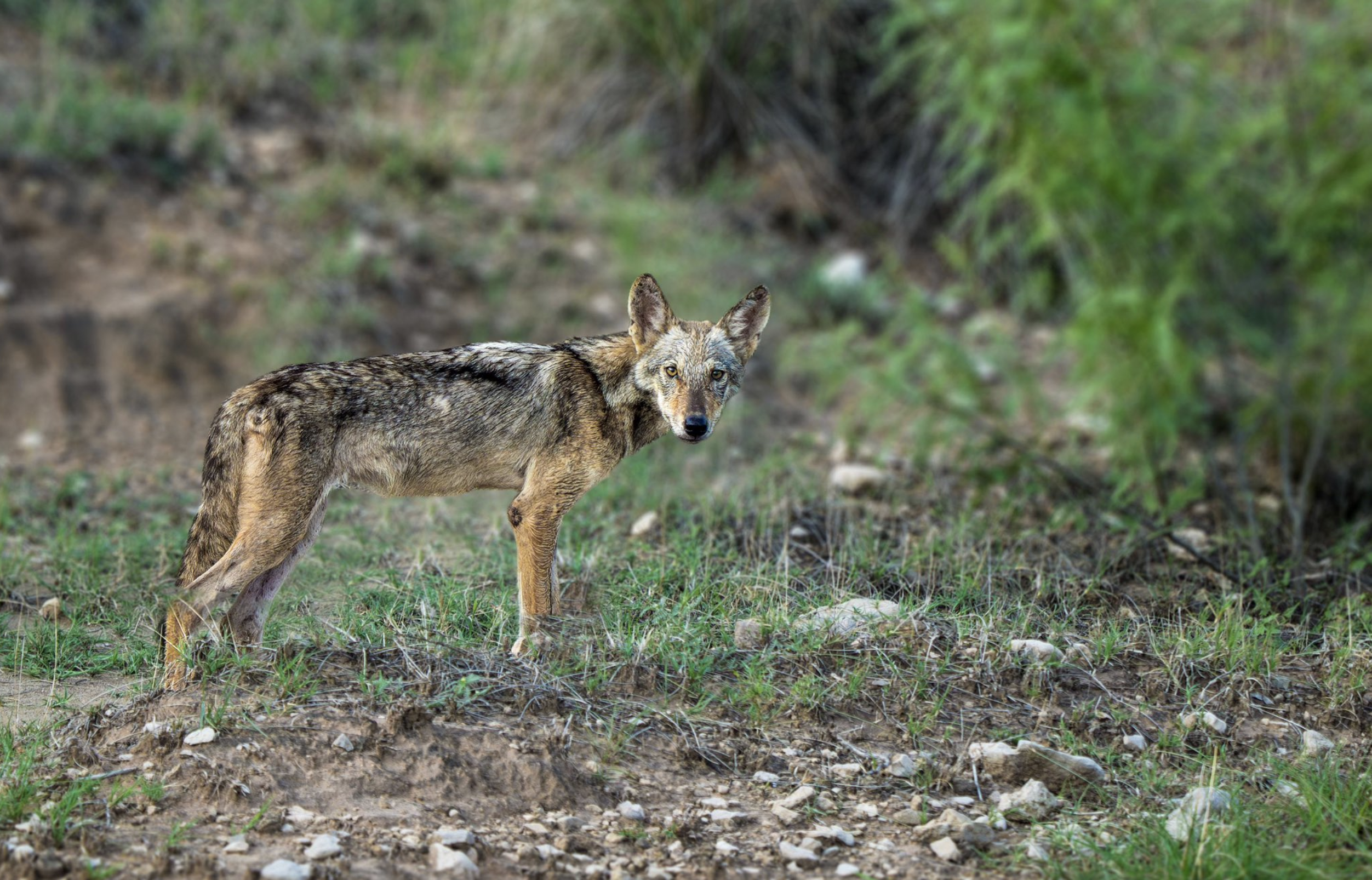 Indian wolf in natural habitat