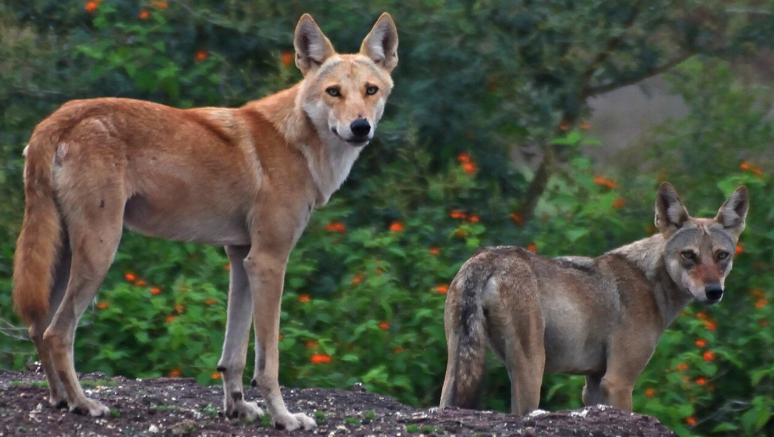 Two wolves standing on rocks with green foliage in the background