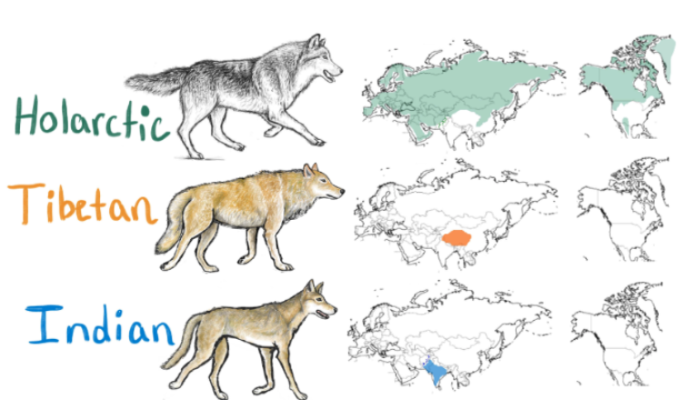 Wolf subspecies illustration